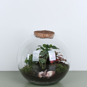 Composition terarium