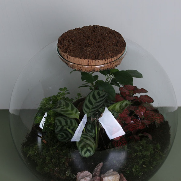 Composition terarium