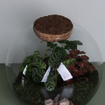 Composition terarium