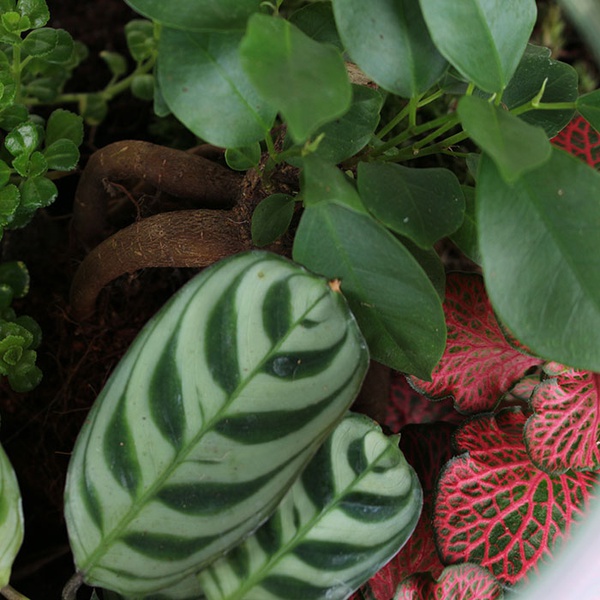 Composition terarium