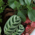 Composition terarium