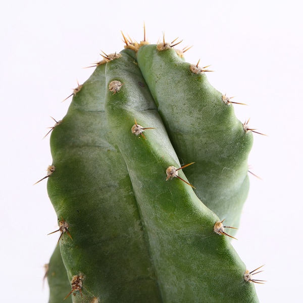 Cereus