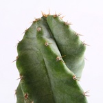 Cereus