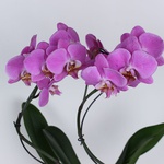 Phalaenopsis Stormy