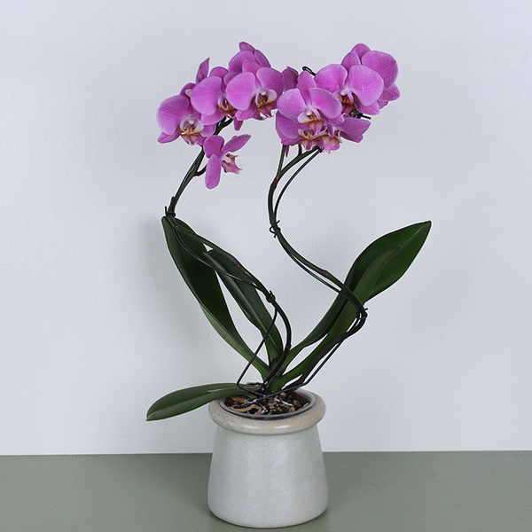 Phalaenopsis Stormy