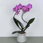 Phalaenopsis Stormy