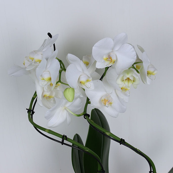 Phalaenopsis Stormy