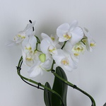 Phalaenopsis Stormy