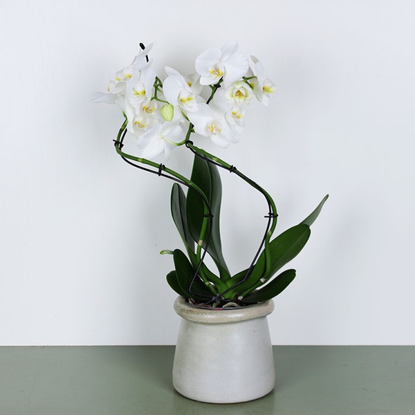 Phalaenopsis Stormy
