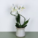 Phalaenopsis Stormy