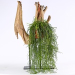 Ріпсаліс (Rhipsalis Baccifera)