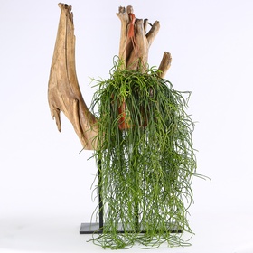 Ріпсаліс (Rhipsalis Baccifera)