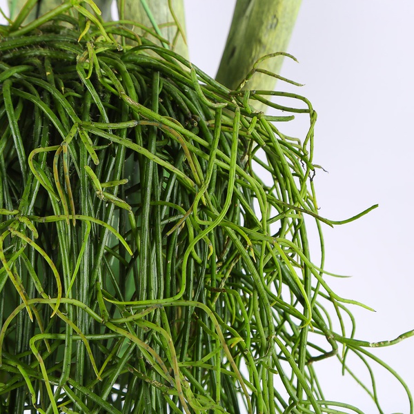Ріпсаліс (Rhipsalis Baccifera)