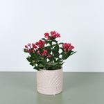 Bouvardia