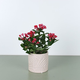 Bouvardia