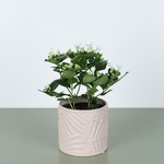 Bouvardia