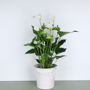 Anthurium is white