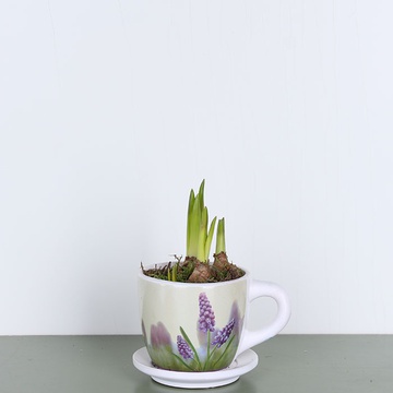 Muscari in a cup