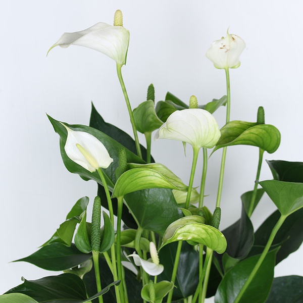 Anthurium is white