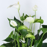 Anthurium is white
