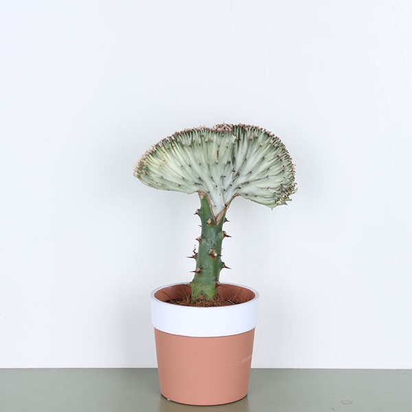 Эуфорбия (Euphorbia lactea Cristata)
