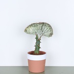 Эуфорбия (Euphorbia lactea Cristata)