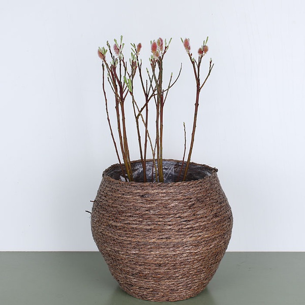 Іва Salix Lam Red Cat