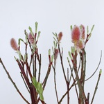 Іва Salix Lam Red Cat
