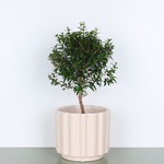 Myrtle