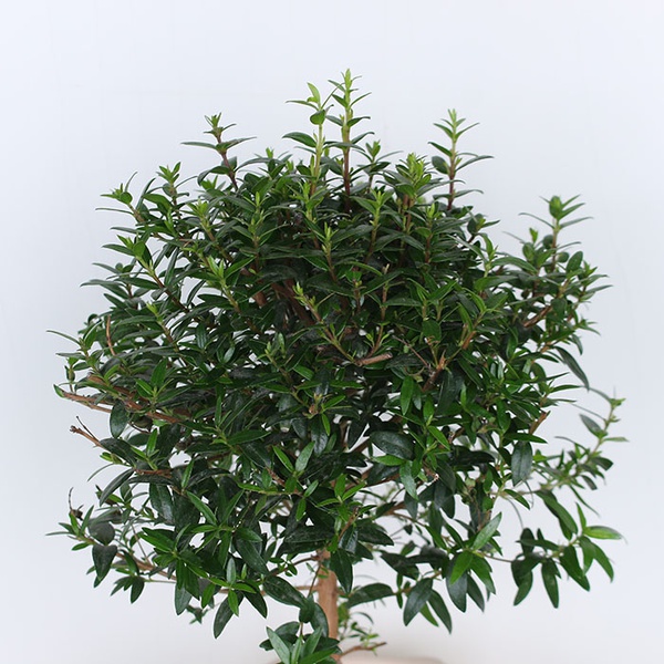 Myrtle