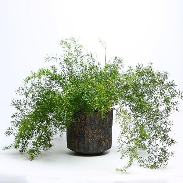 Asparagus Spengera