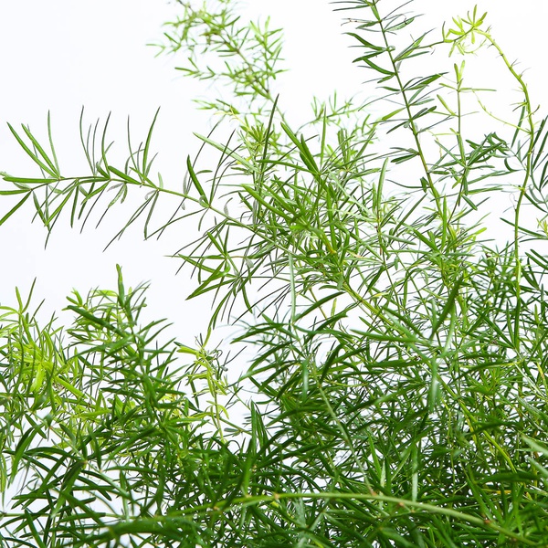 Asparagus Spengera
