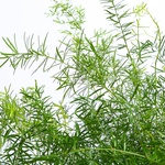 Asparagus Spengera