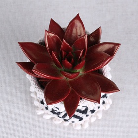 Echiveria painted red