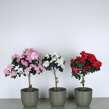 Azalea on the stamp mix