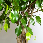 Фикус Бенджамина (Ficus benjamina 'Ova' on stem)