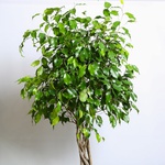 Фикус Бенджамина (Ficus benjamina 'Ova' on stem)