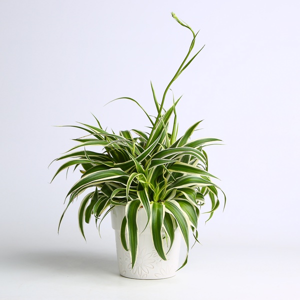 Chlorophytum - S