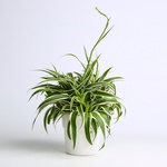 Chlorophytum - S