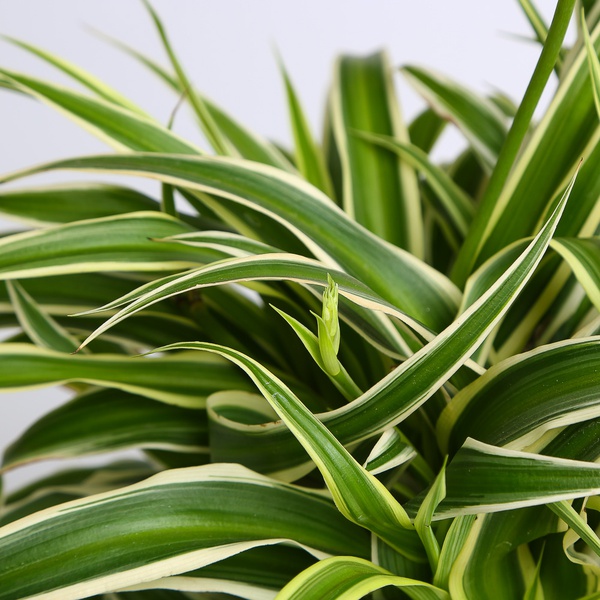 Chlorophytum - S