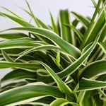 Chlorophytum - S
