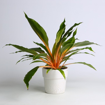 Хлорофитум (Chlorophytum Orchi. 'green Orange')