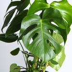 Monstera M