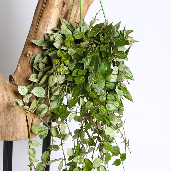 Hoya ampelna (Hoya Krimson Eskimo)
