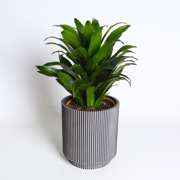 Dracaena Compacta