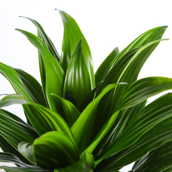 Dracaena Compacta
