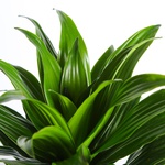 Dracaena Compacta