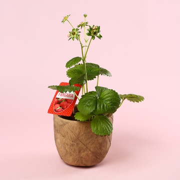 Полуниця «Fragaria Beltran»