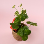 Полуниця «Fragaria Beltran»