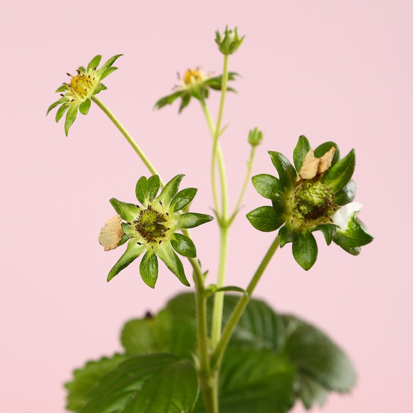 Полуниця «Fragaria Beltran»